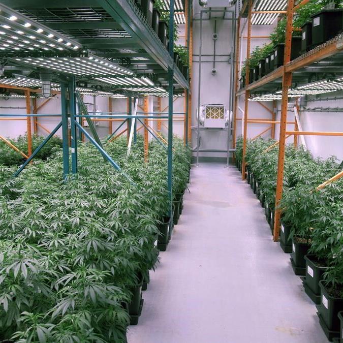 BAT increasing its stake in Organigram with $124.6M investment